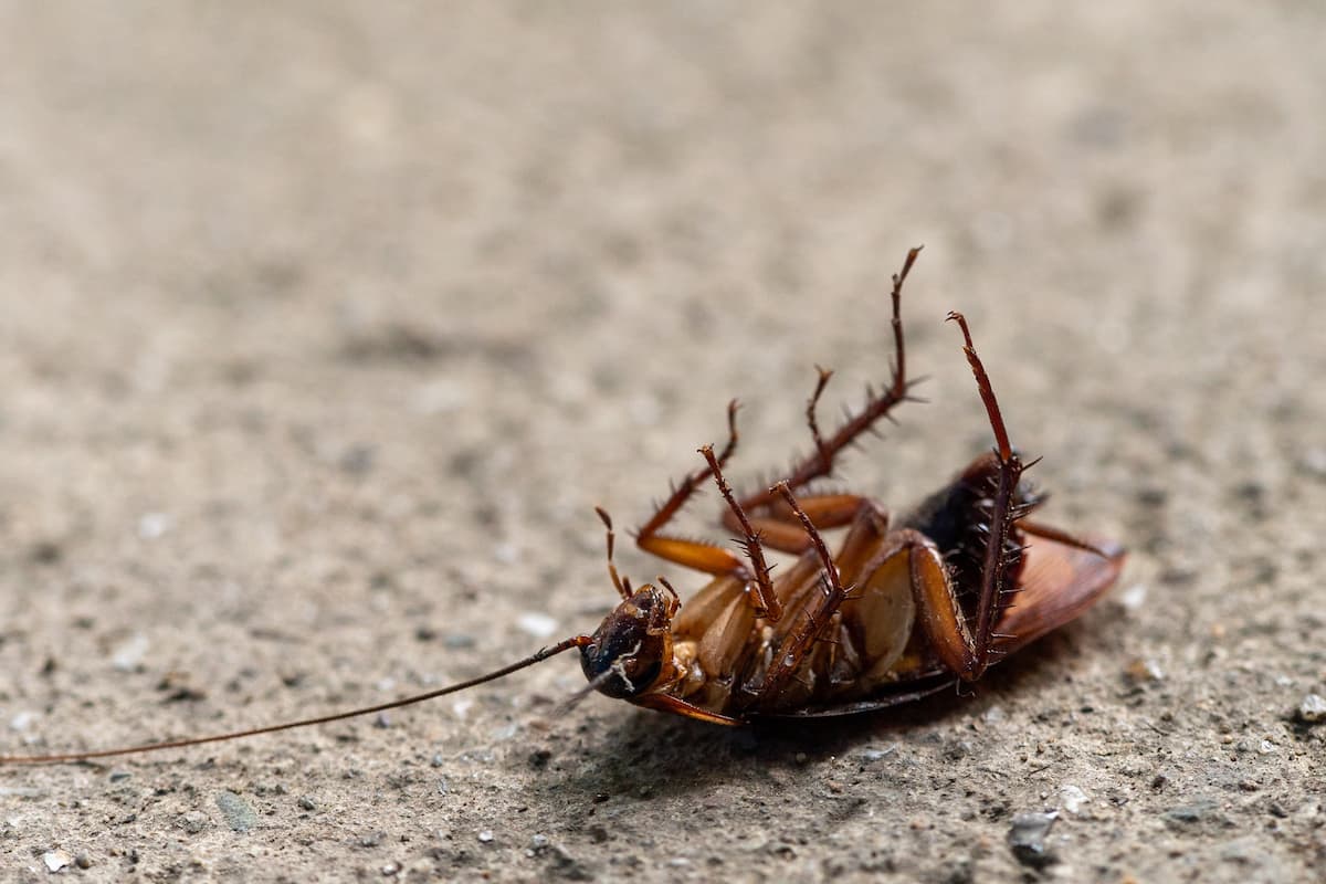 Close-up photo of a dead cockroach on the ground.