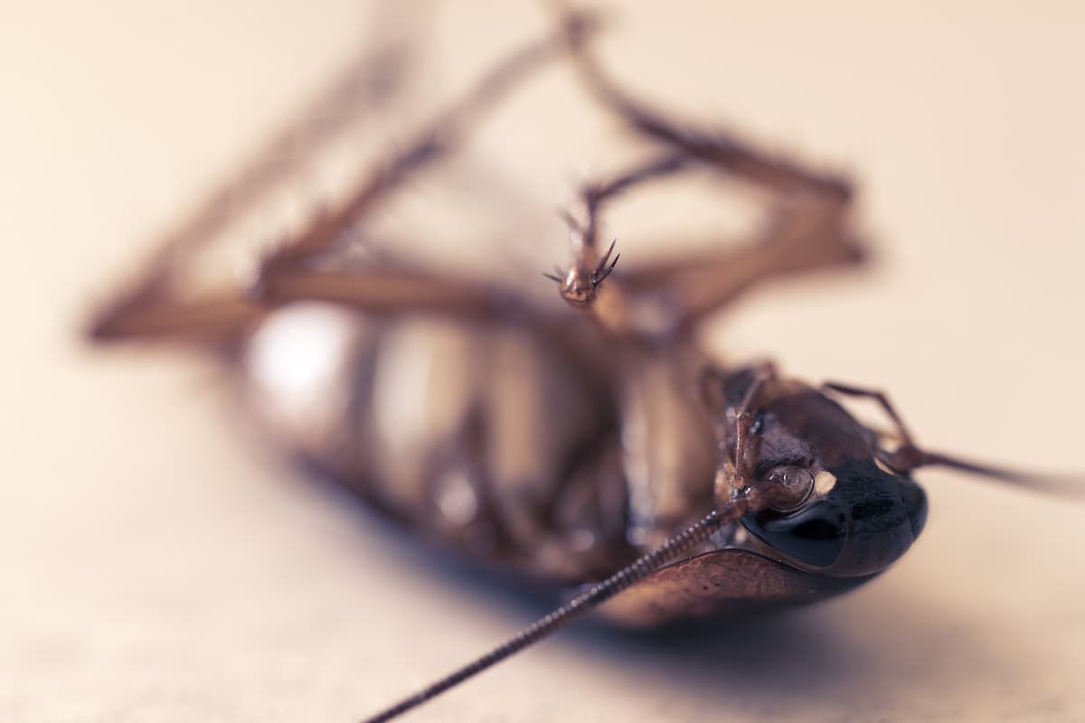 Blurry close-up photo of a dead cockroach. 