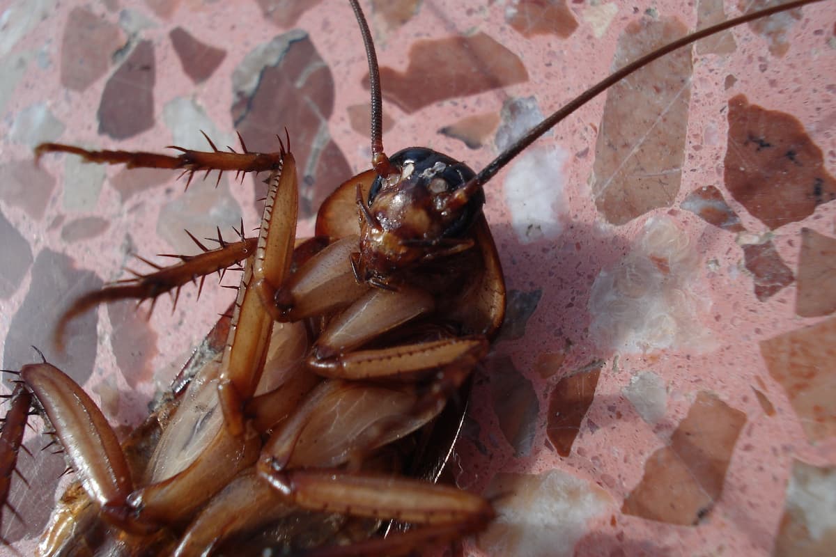 Close-up photo of a dead cockroach on the floor. 
