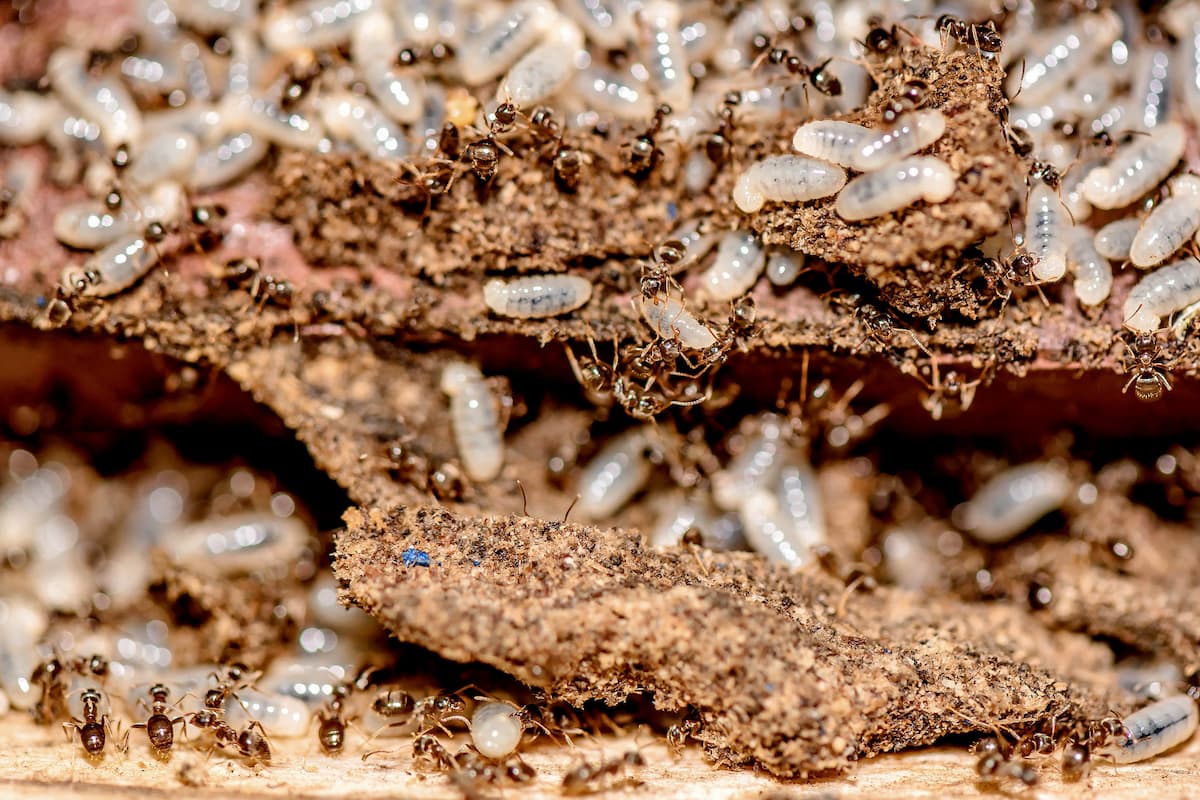 A large colony of termites and their larvae on the rotten wood.