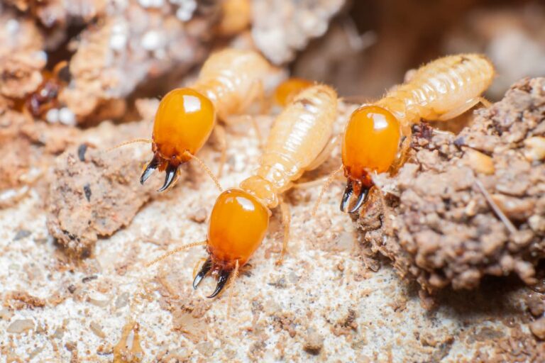 Are Termites an Invasive Species?