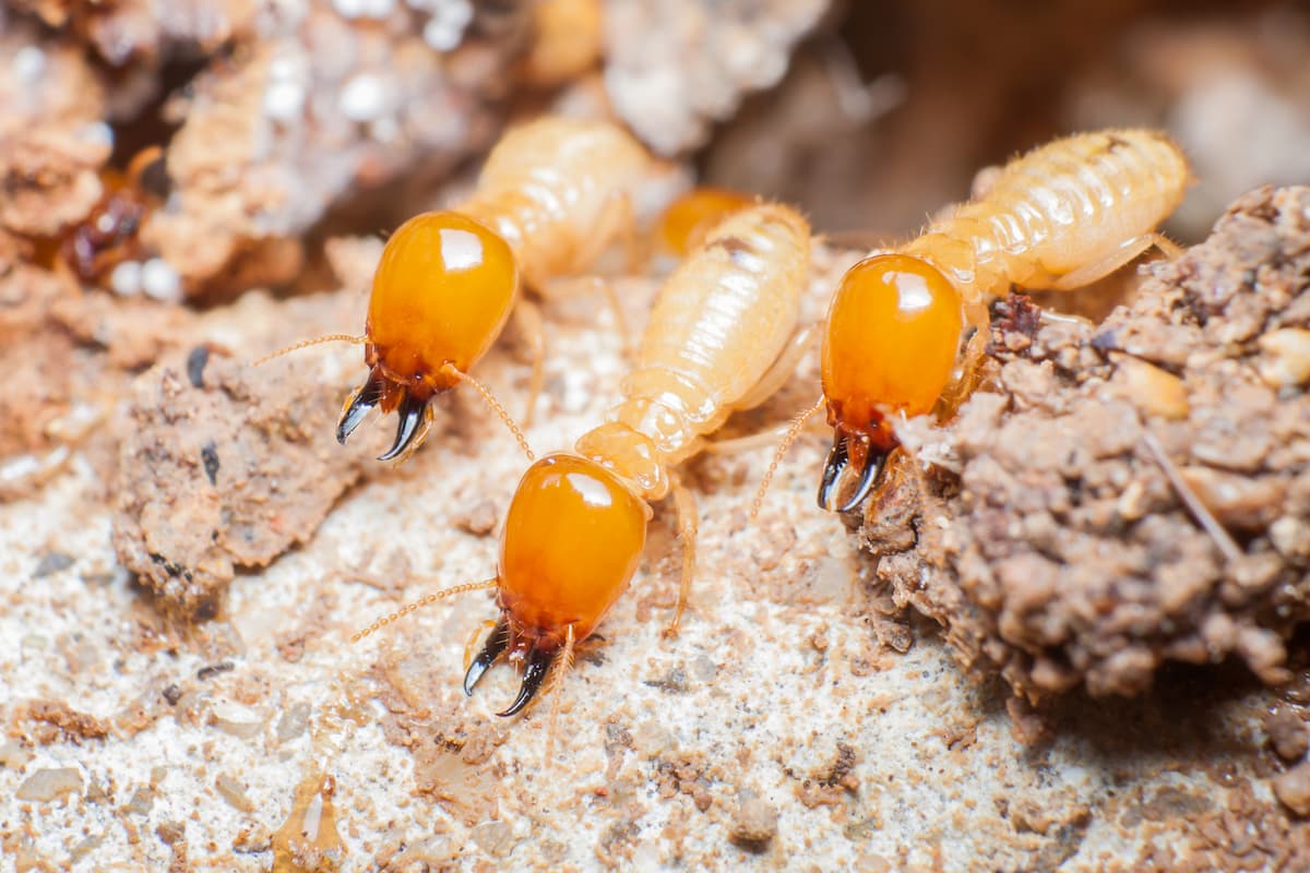 Close-up photo of three termites in their nest. 