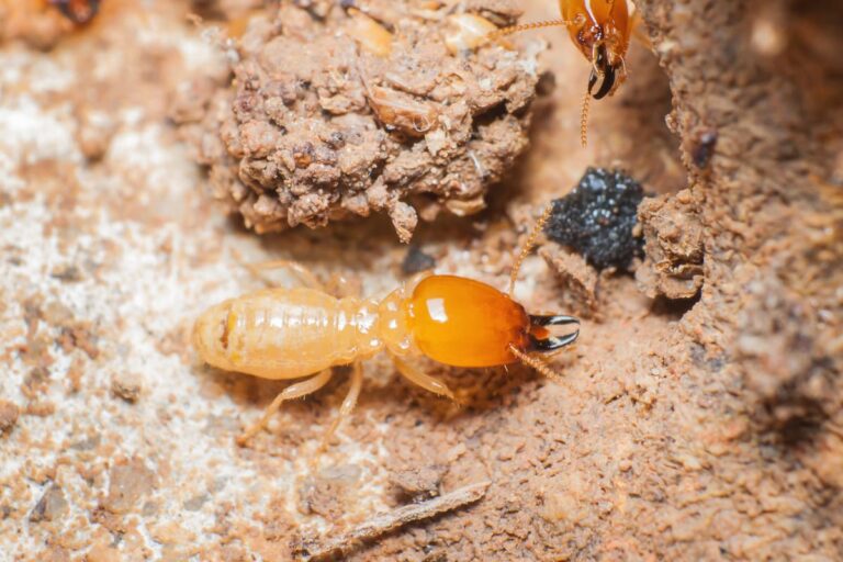 Can You Live in a House With Termites?