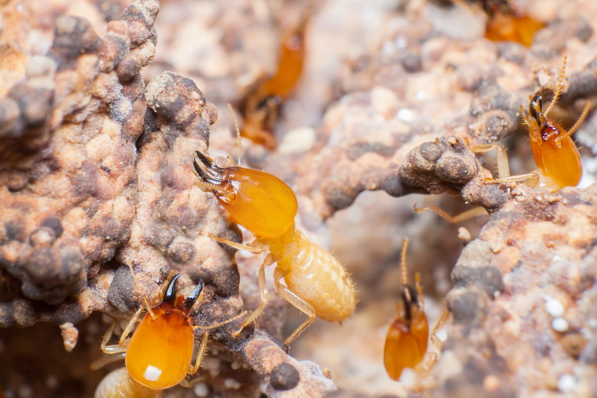 Close-up photo of termites.