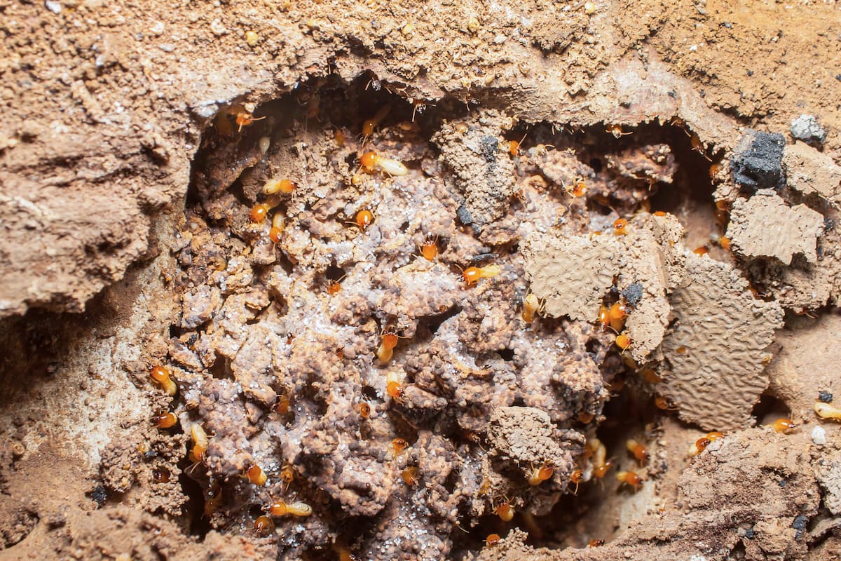 A group of termites in their nest. 