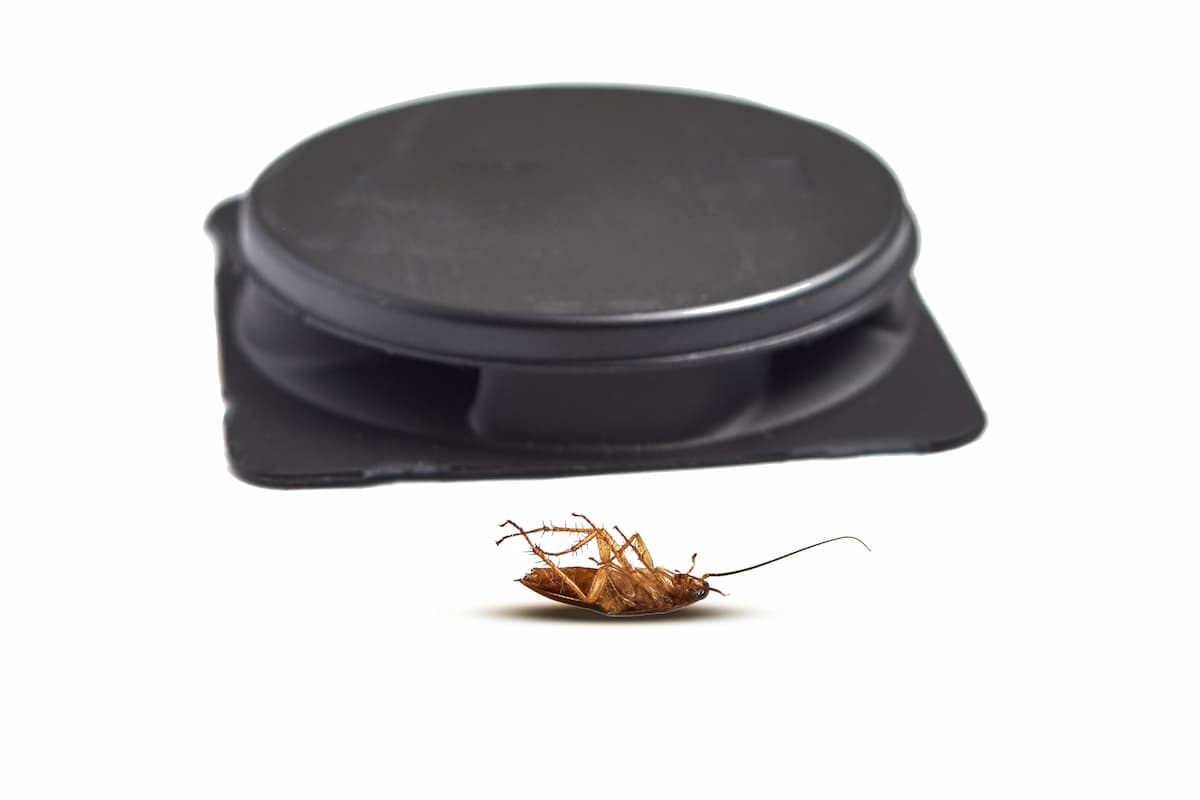A dead cockroach in front of a bait station on a white background. 