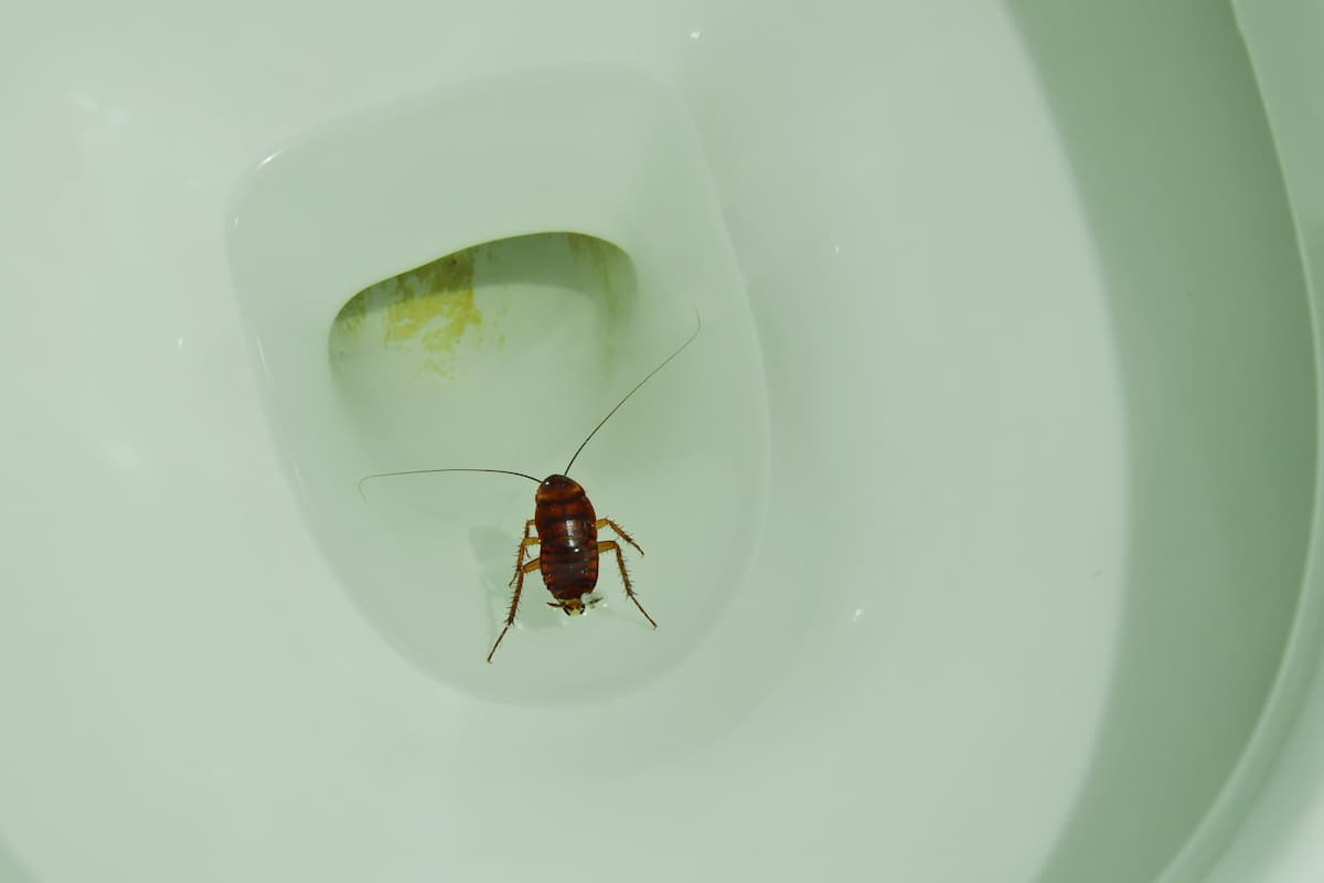 A cockroach floating in the toilet. 