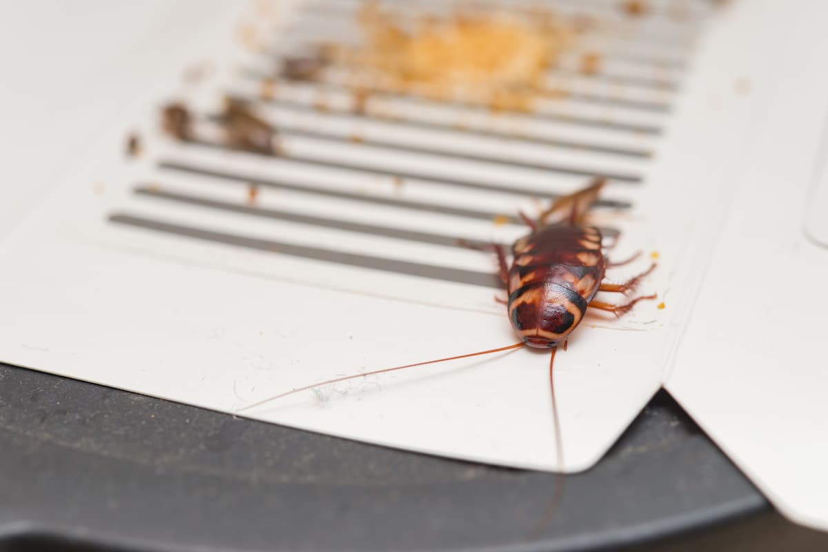A cockroach caught on a sticky strip.