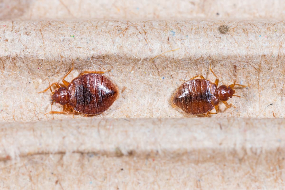Close-up photo of two bed bugs on corrugated recycled paper. 