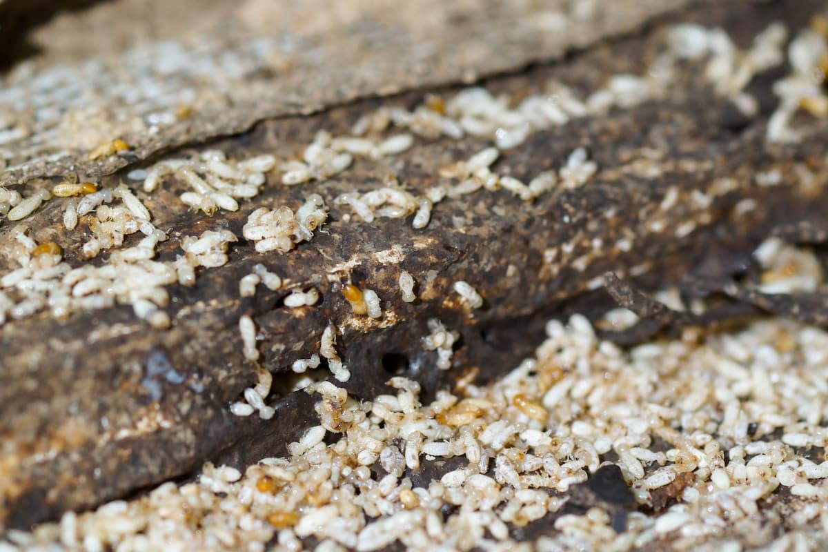 Group of termites destroying the wood.