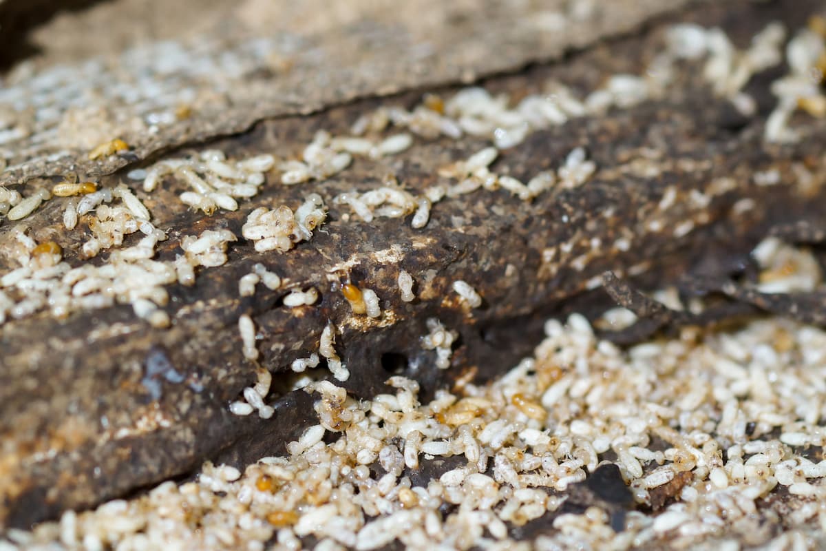 Group of termites destroying the wood. 