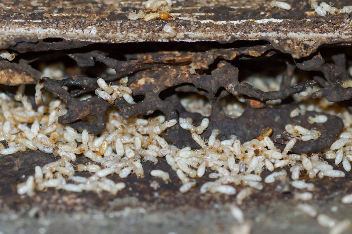 A group of termites in a house.