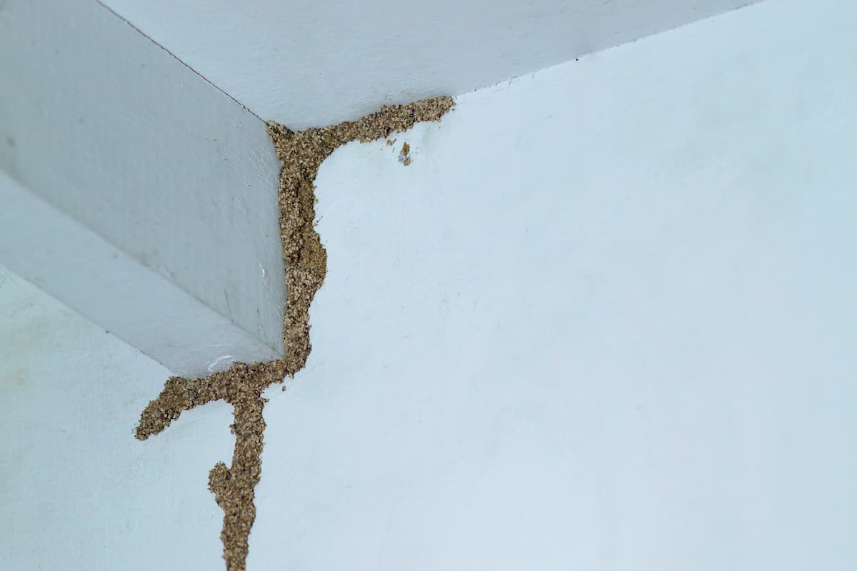 A mud tube on the white wooden wall of a room. 