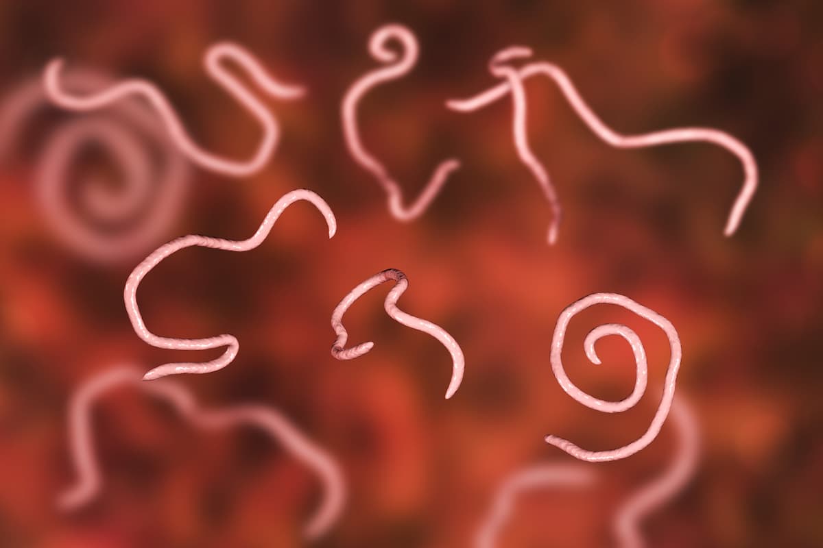 A 3D illustration of nematodes on a red background. 