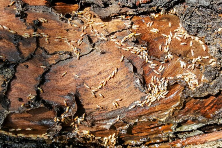 Do Termites Need Moisture to Survive?
