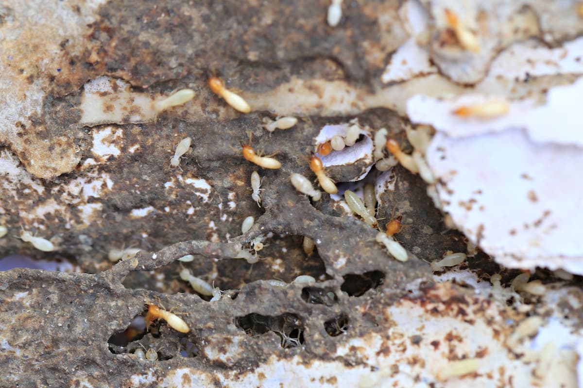 A group of termites eating wood.