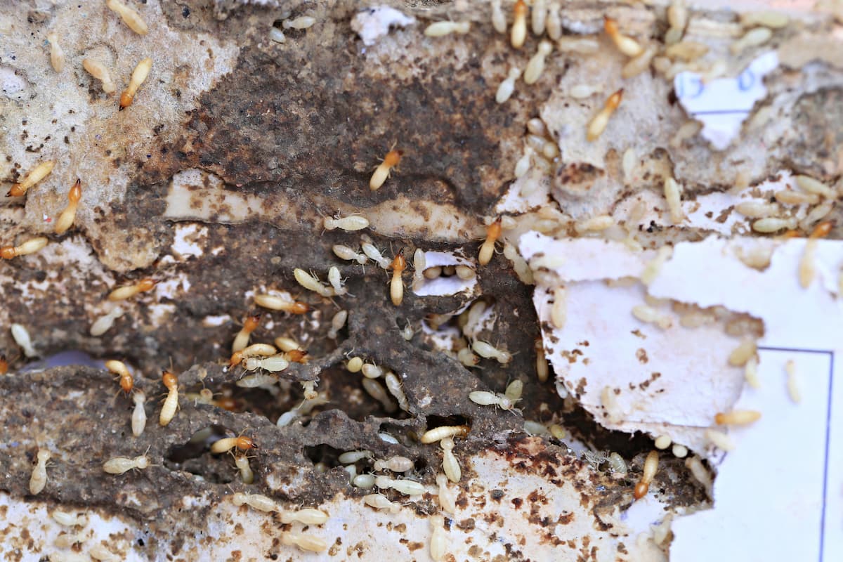 A group of termites eating wood. 