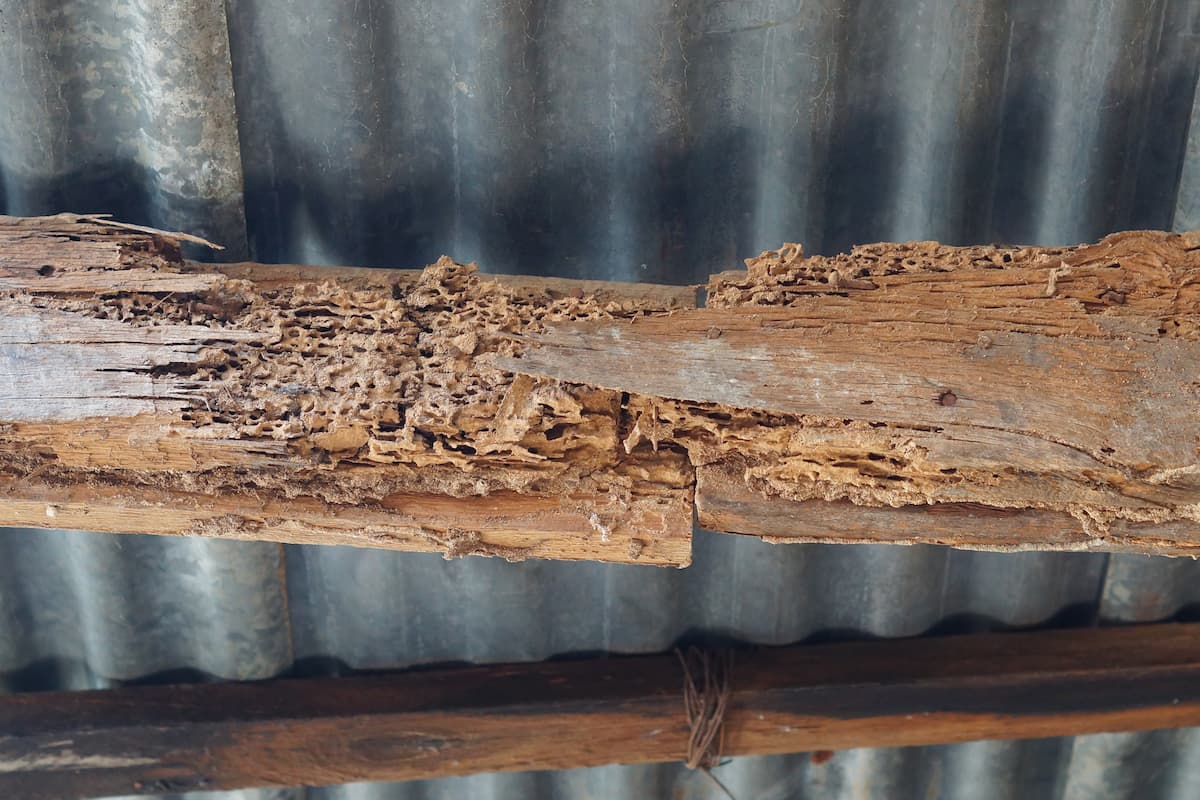 Termites destroyed the wood structures in the house.