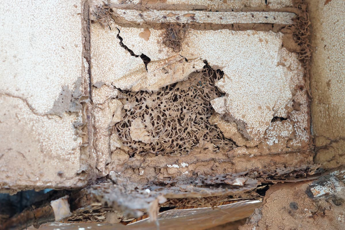 Wood structures in the house were destroyed by termites. 