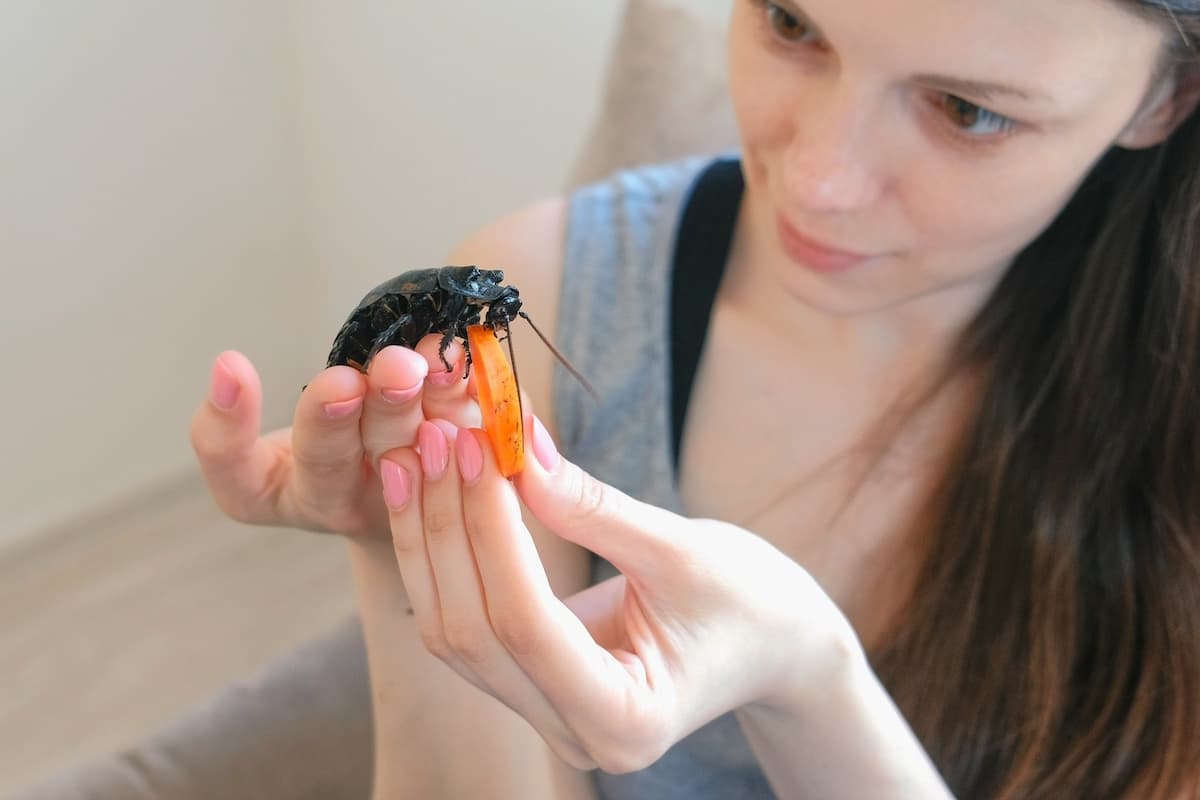 Woman feeding a cockroach with a carrot. 