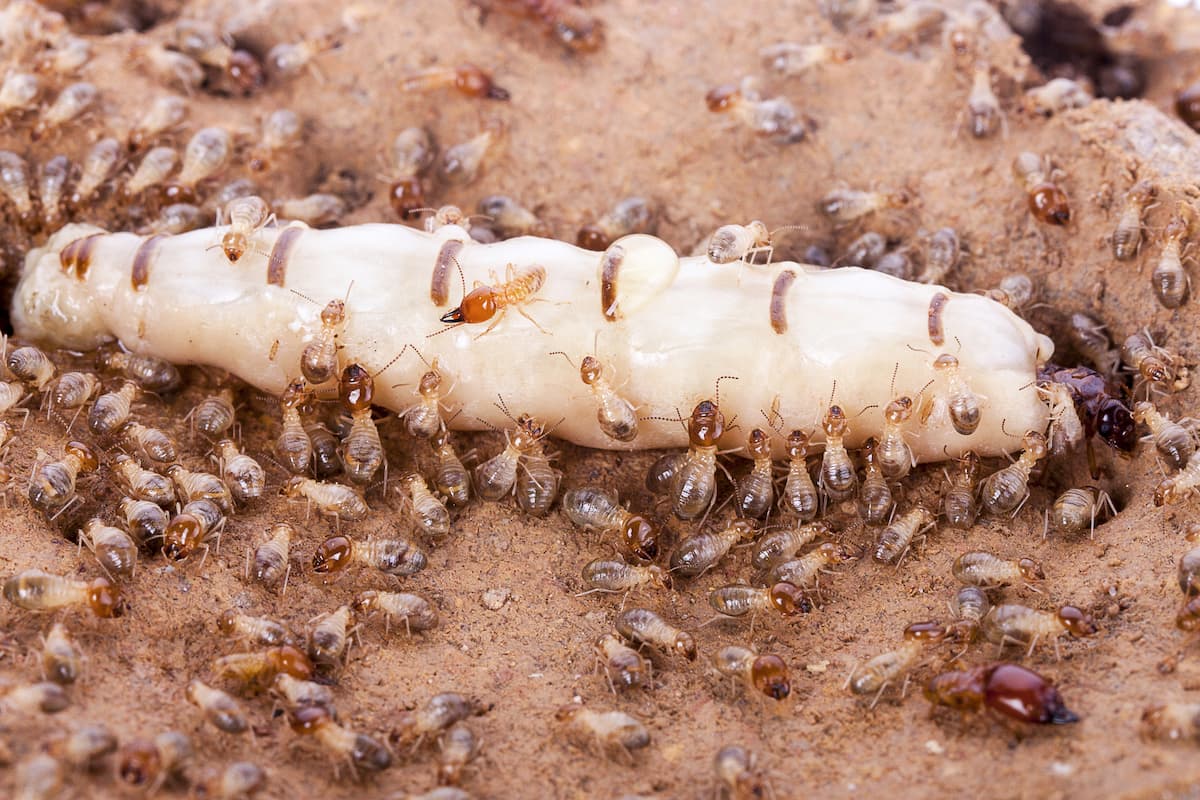 Photo of termites and the queen termite. 