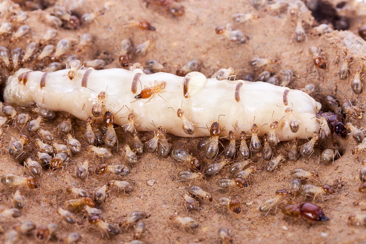 Photo of termites and the queen termite.