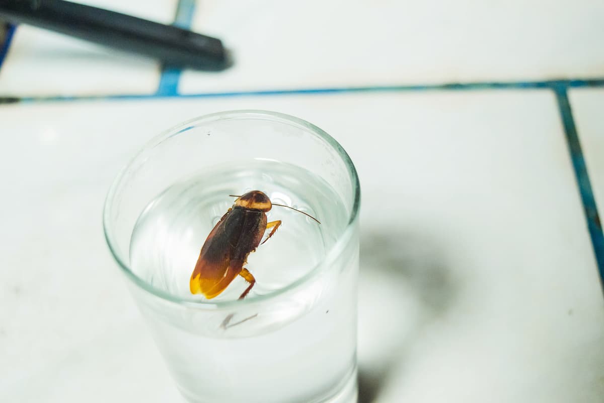A dead cockroach floating on a glass of water. 