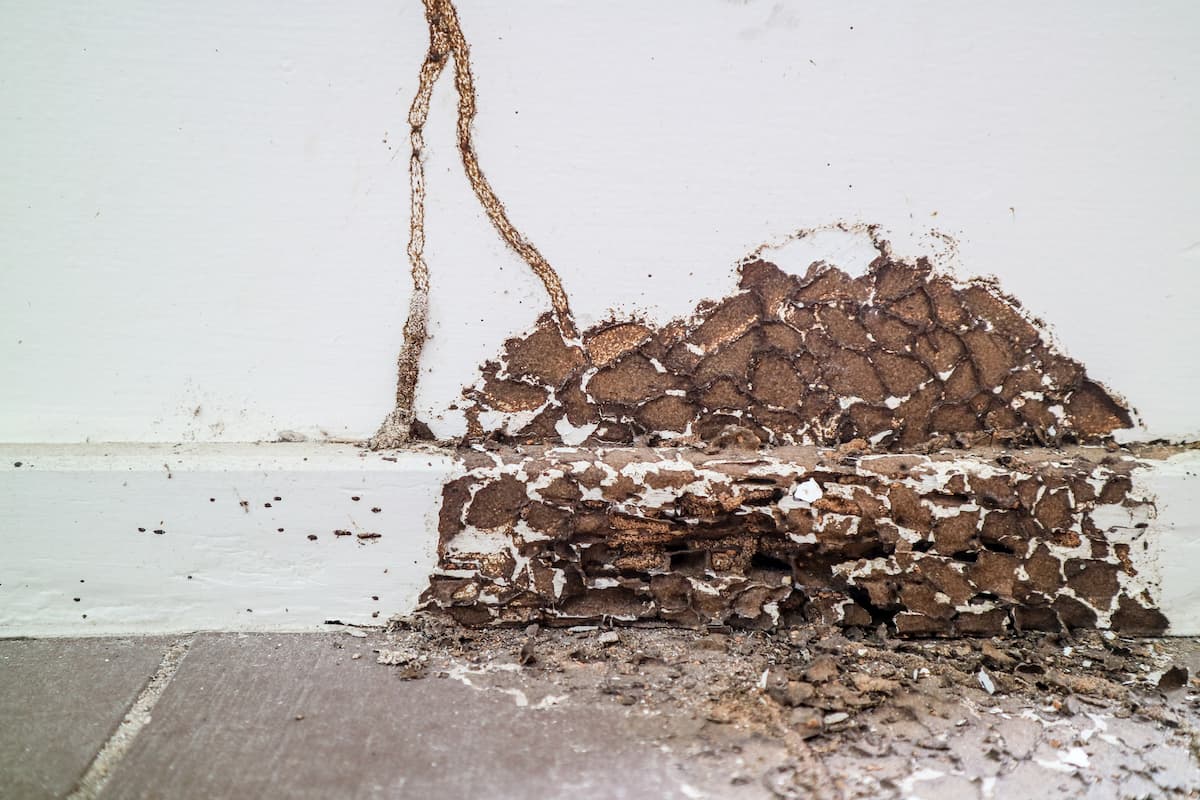 The wood of a house was damaged by a termite. 