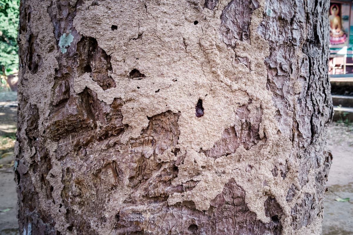 A tree trunk is being eaten by termites. 