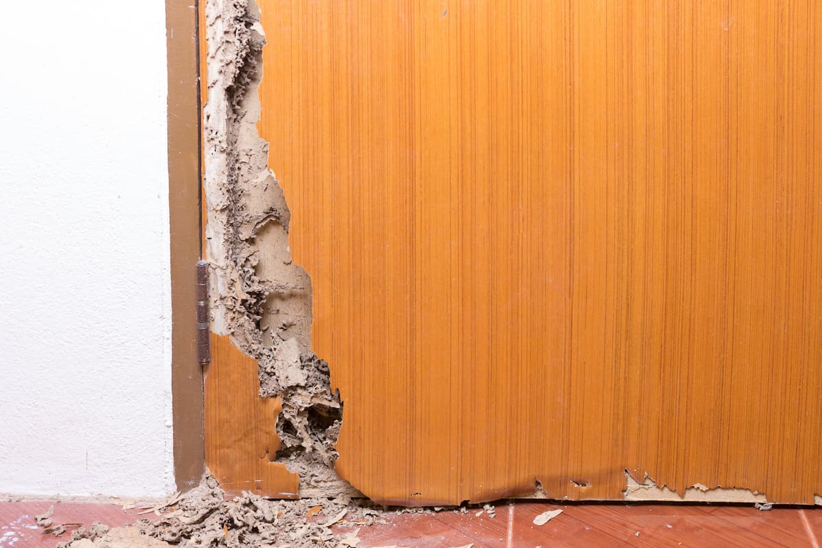 A wooden door with termite damage.