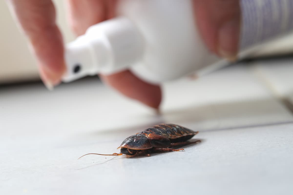Woman spraying directly on a cockroach on the floor. 