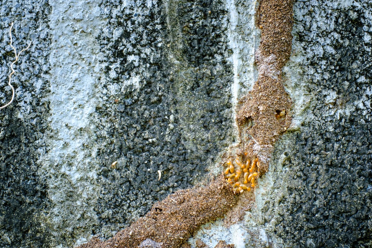 Close-up photo of termite's pathway on the wall.