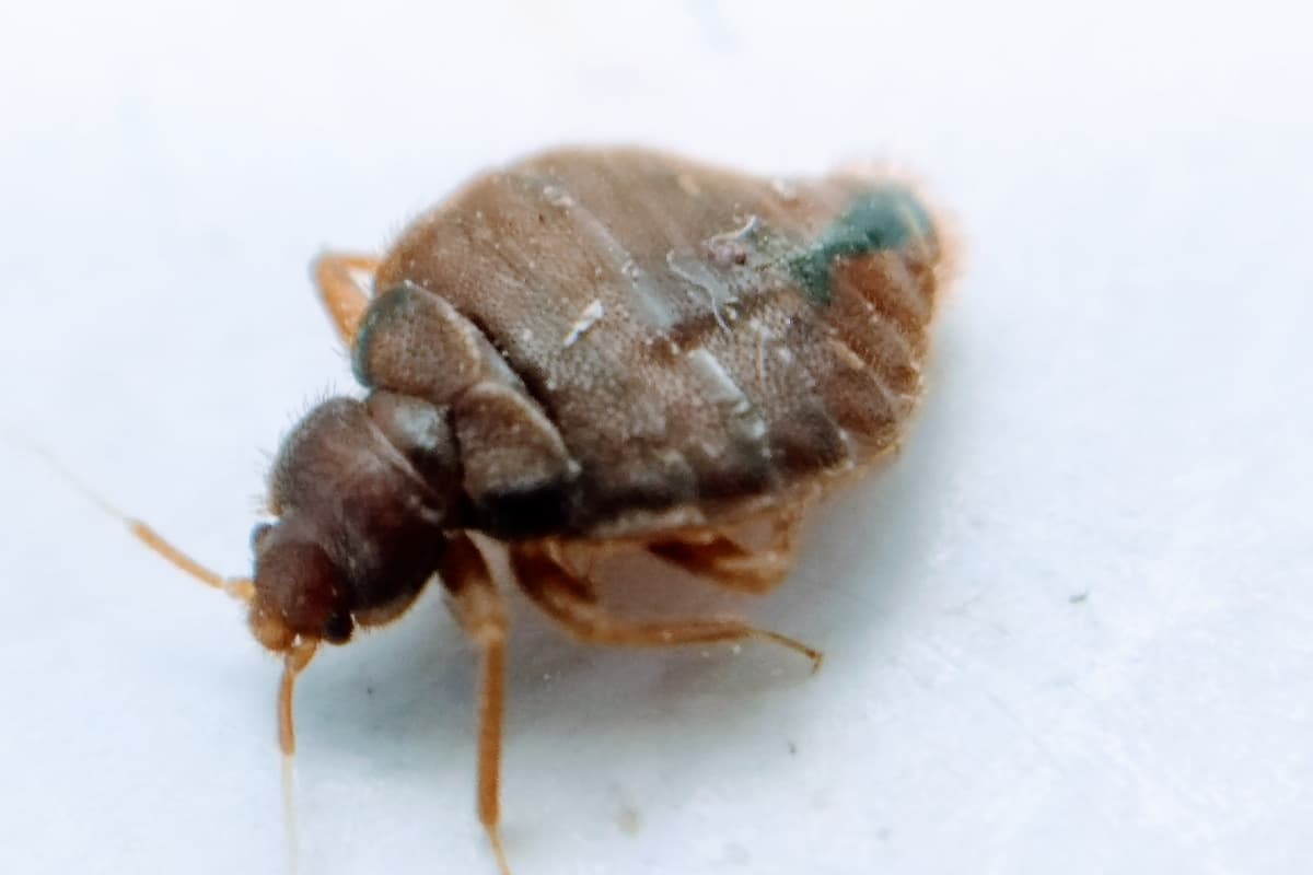 Close-up photo of a bed bug on a white surface.
