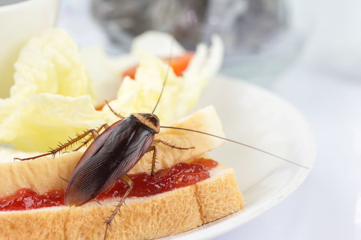 Close-up photo of a cockroach on bread with jam. 