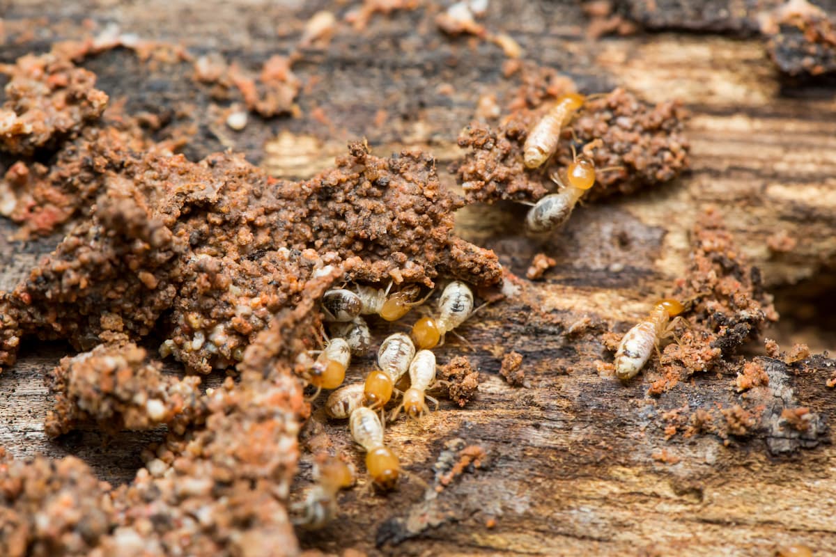 Close-up photo of termites eating wood.