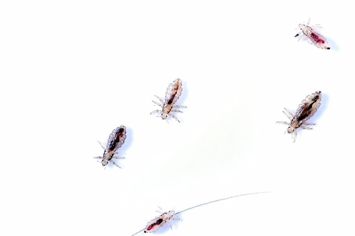 Close-up photo of head lice on a white background. 
