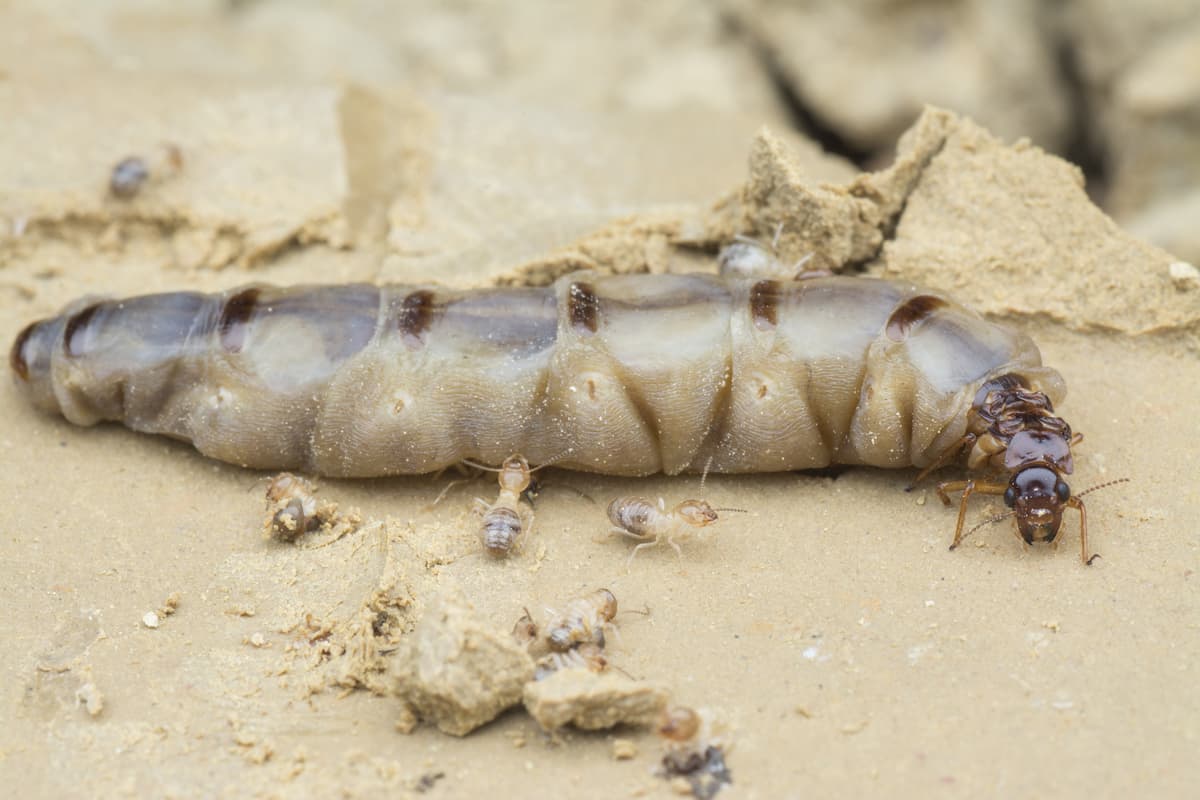 Close-up photo of termite queen and termites.