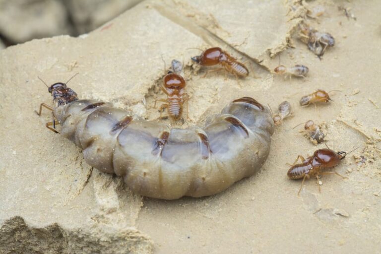 What Happens When a Termite Queen Dies?