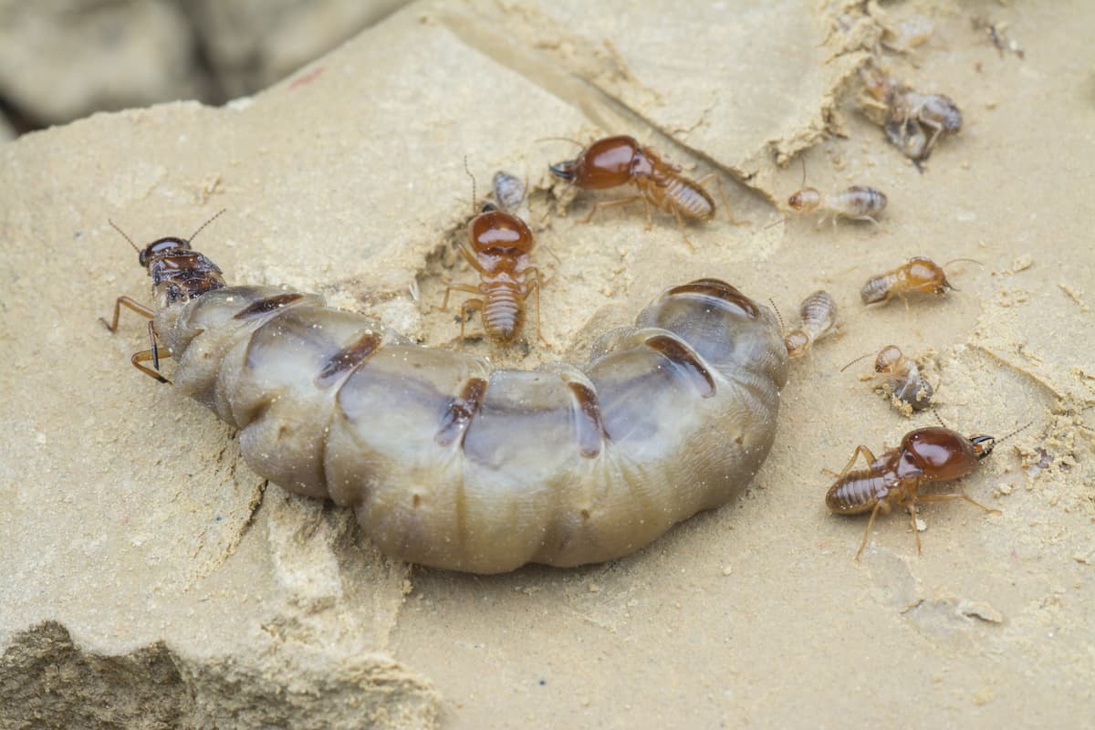 Close-up photo of termite queen and termites.