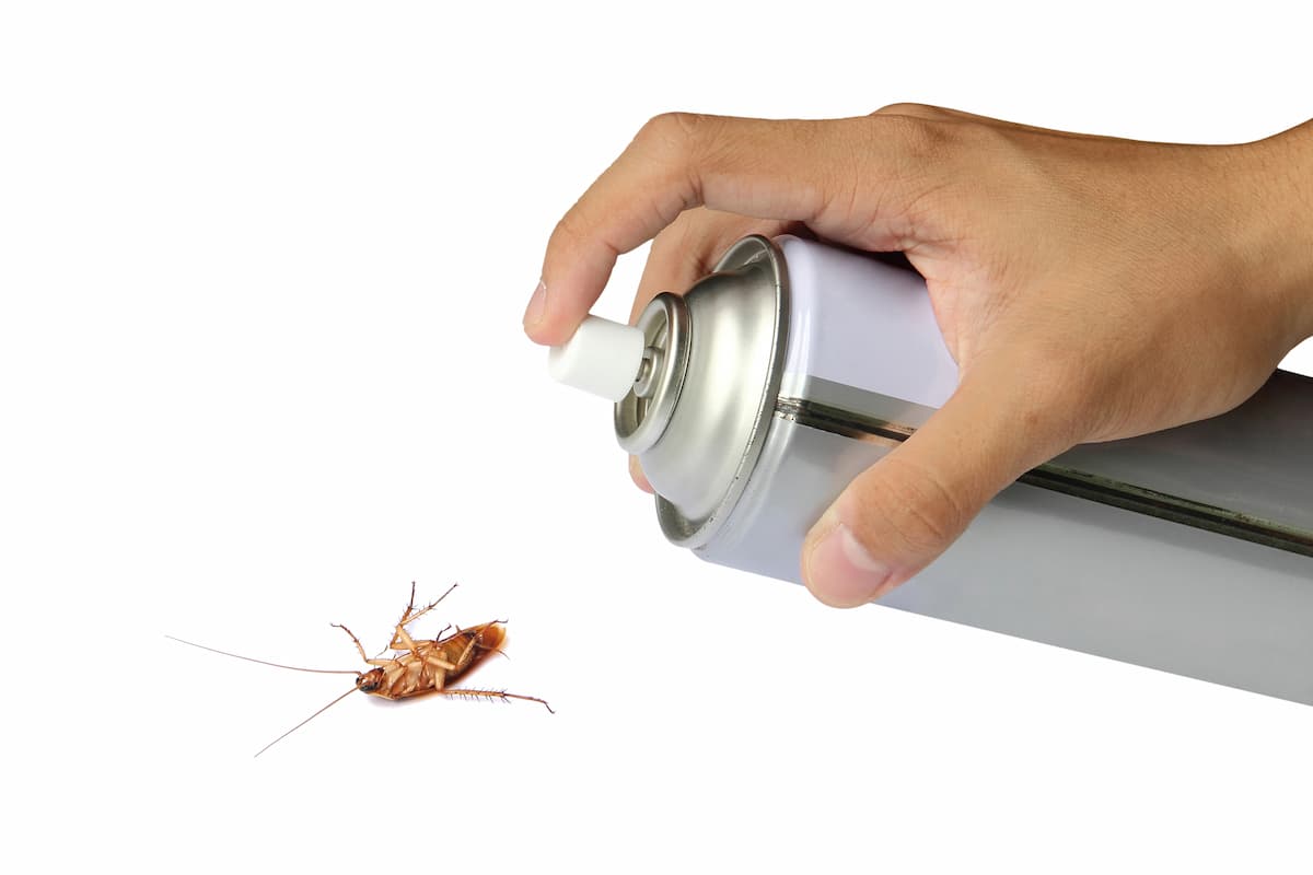 A person's hand spraying on a cockroach with a white background. 