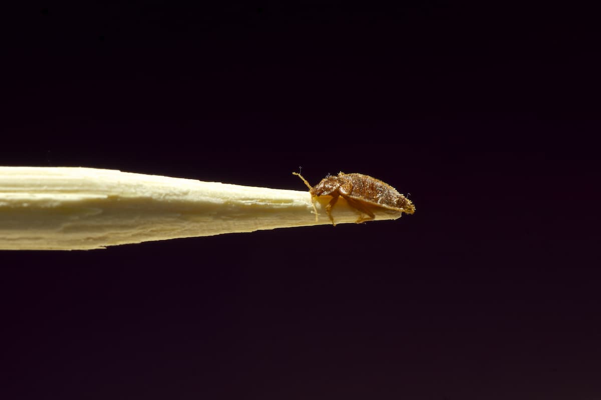 Close-up photo of a bed bug on a stick with a black background. 