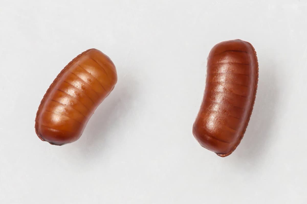 Close-up photo of two roach eggs on a white surface. 