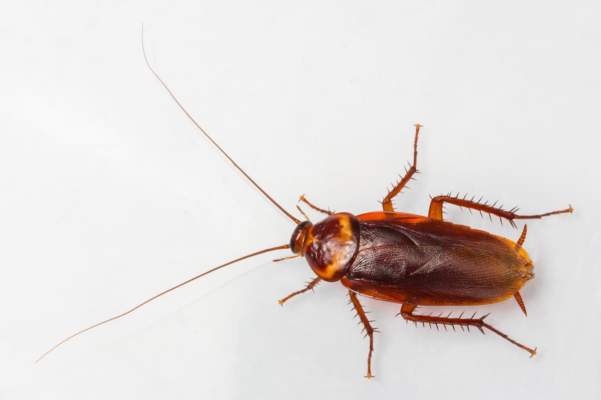 Close-up photo of a cockroach on a white background. 