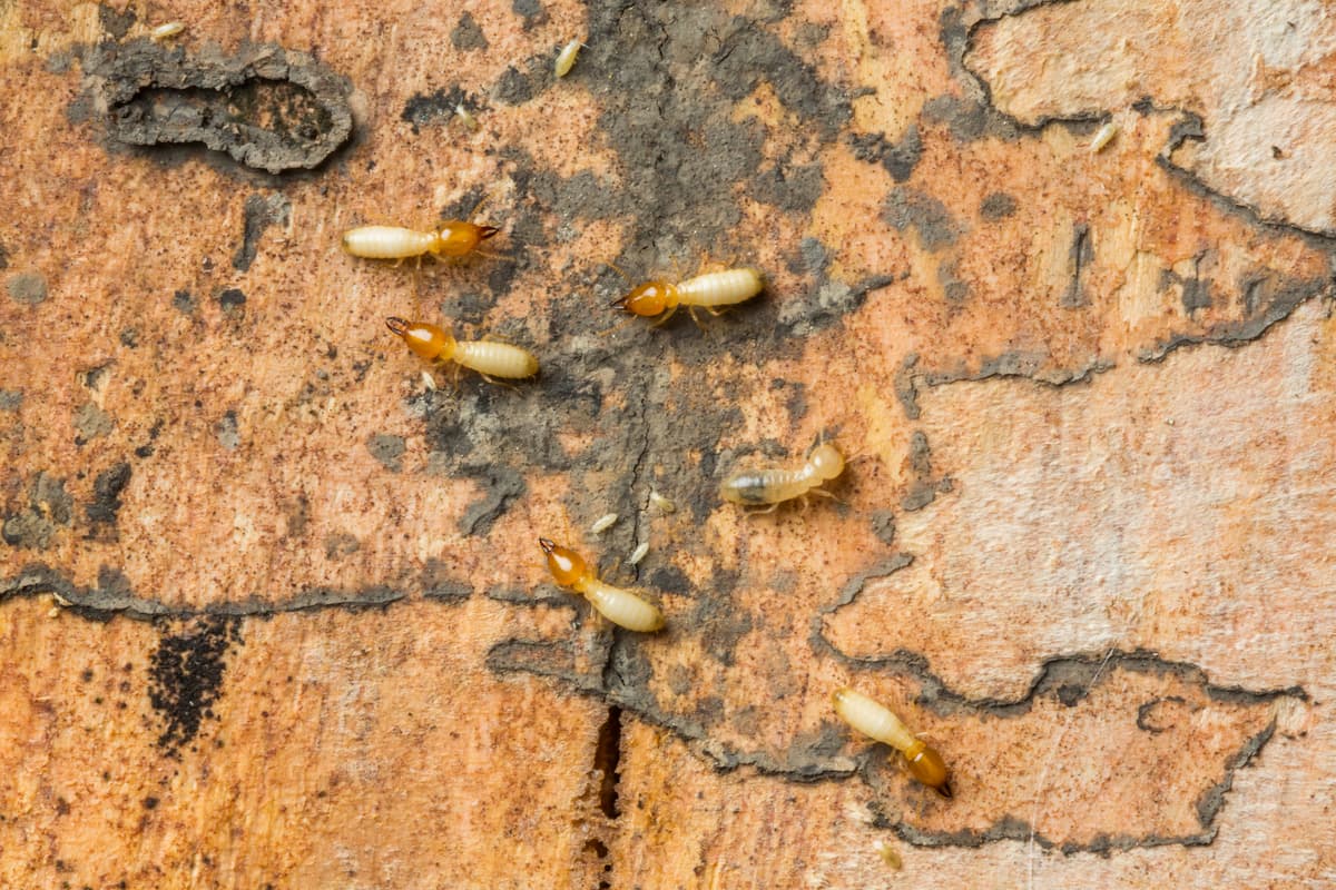 Termites eating wood. 