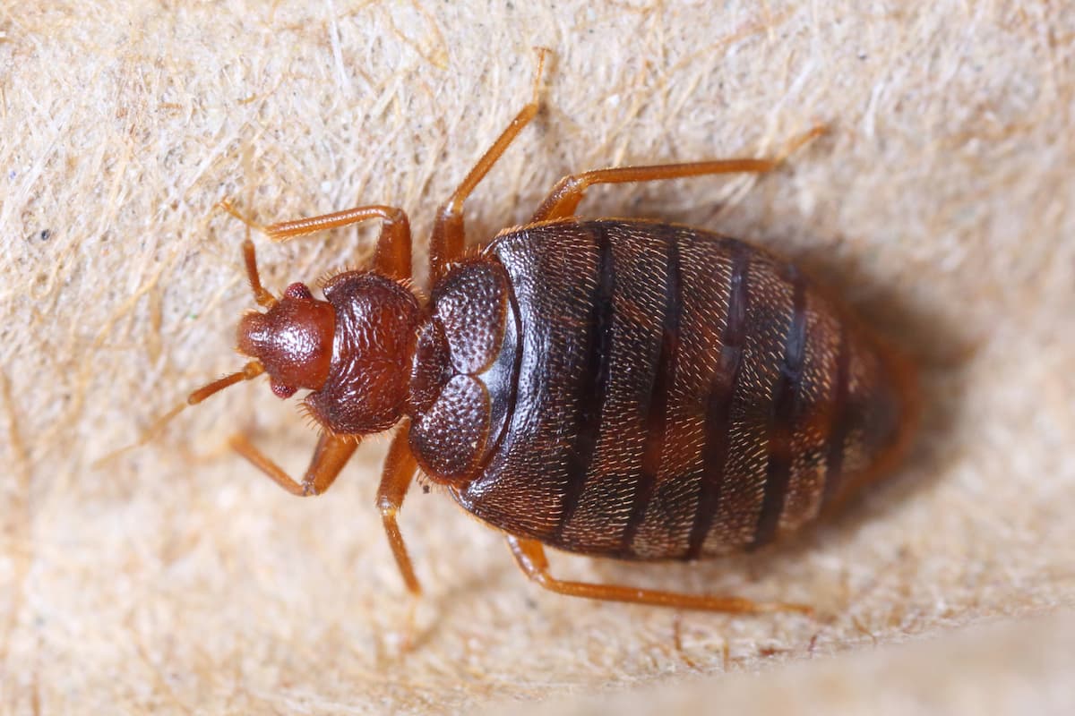Close-up photo of a bed bug on corrugated recycle paper. 