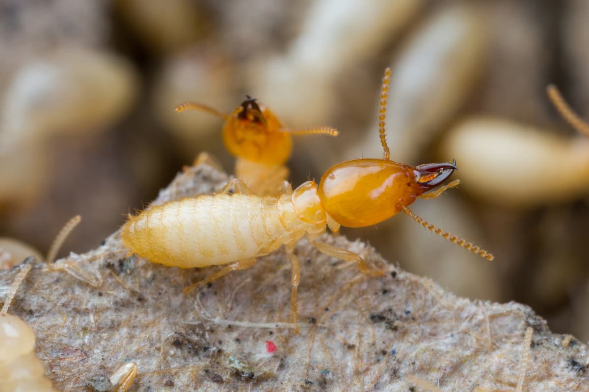 Close-up photo of a termite. 