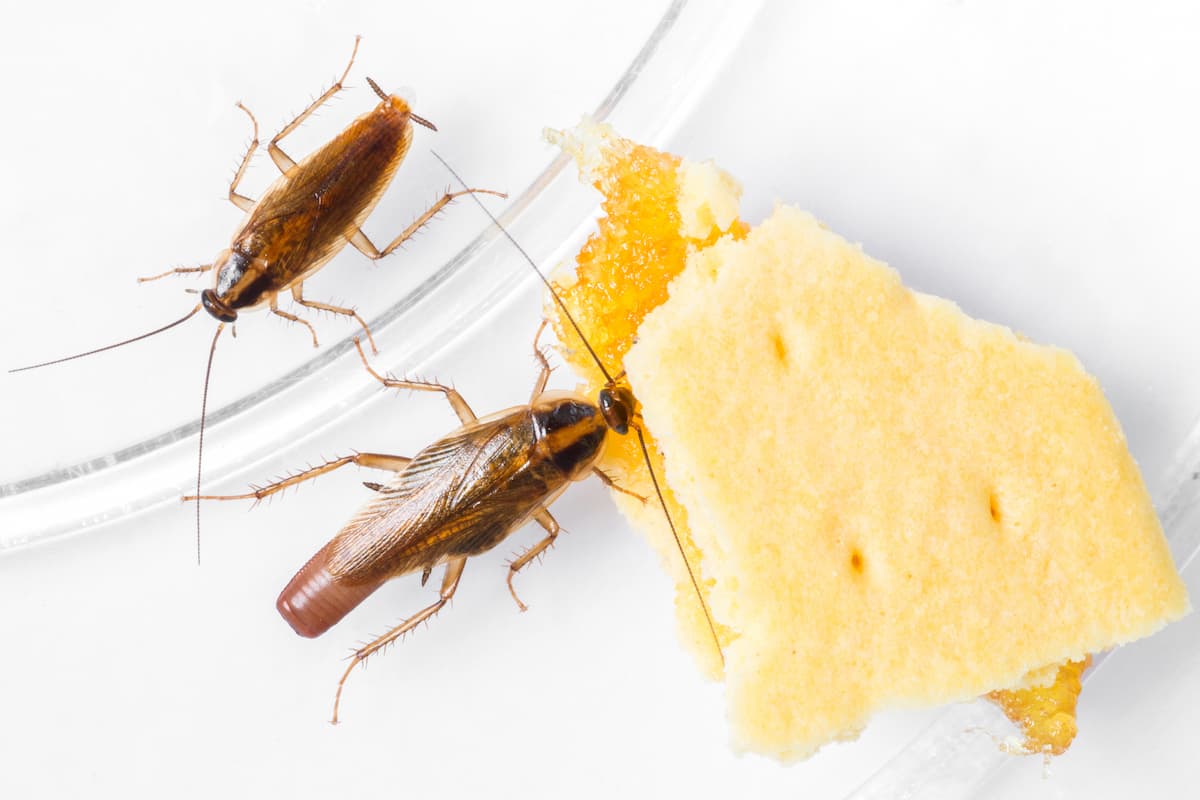Close-up photo of cockroach eating crackers beside another cockroach. 