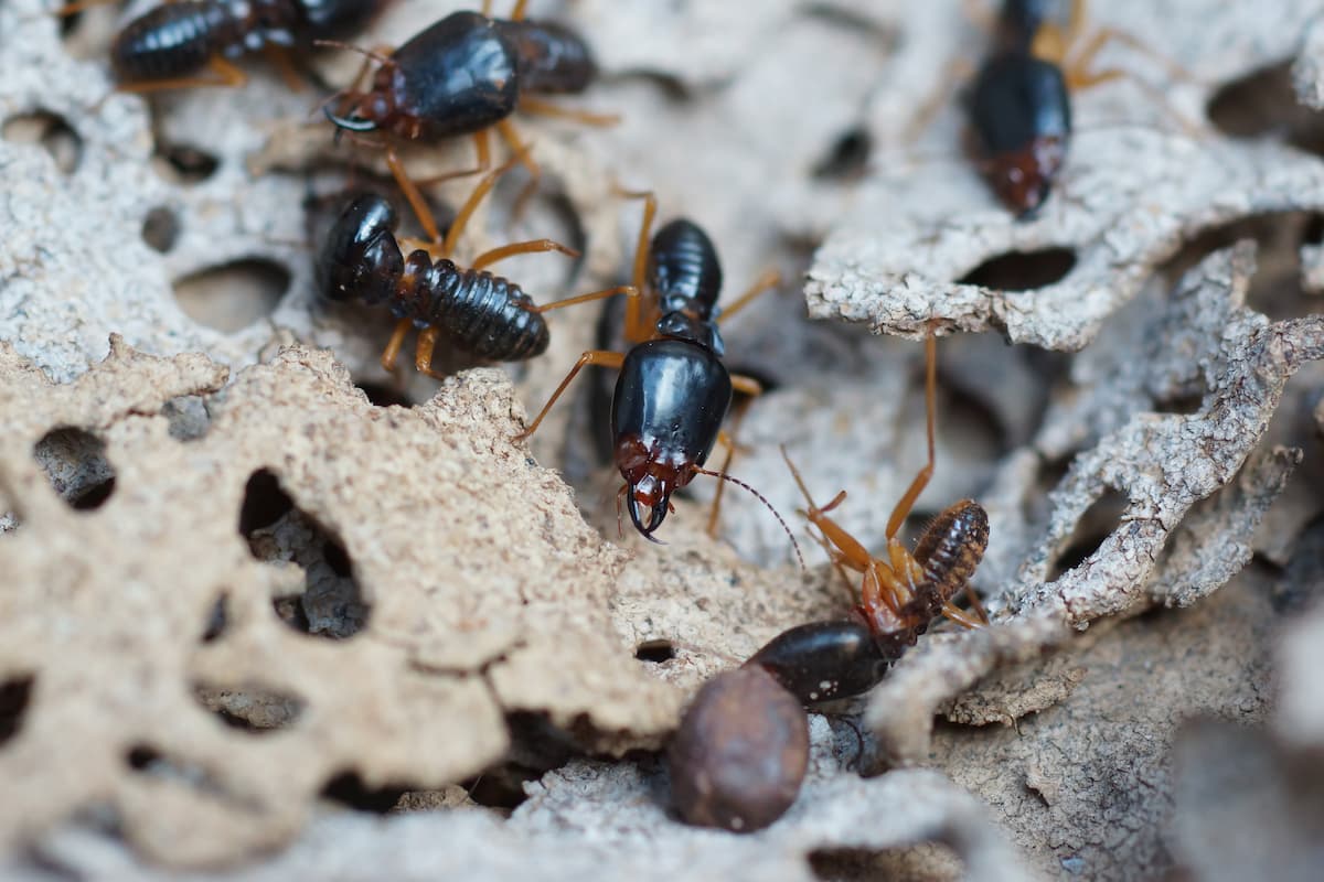 Close-up photo of black termites. 