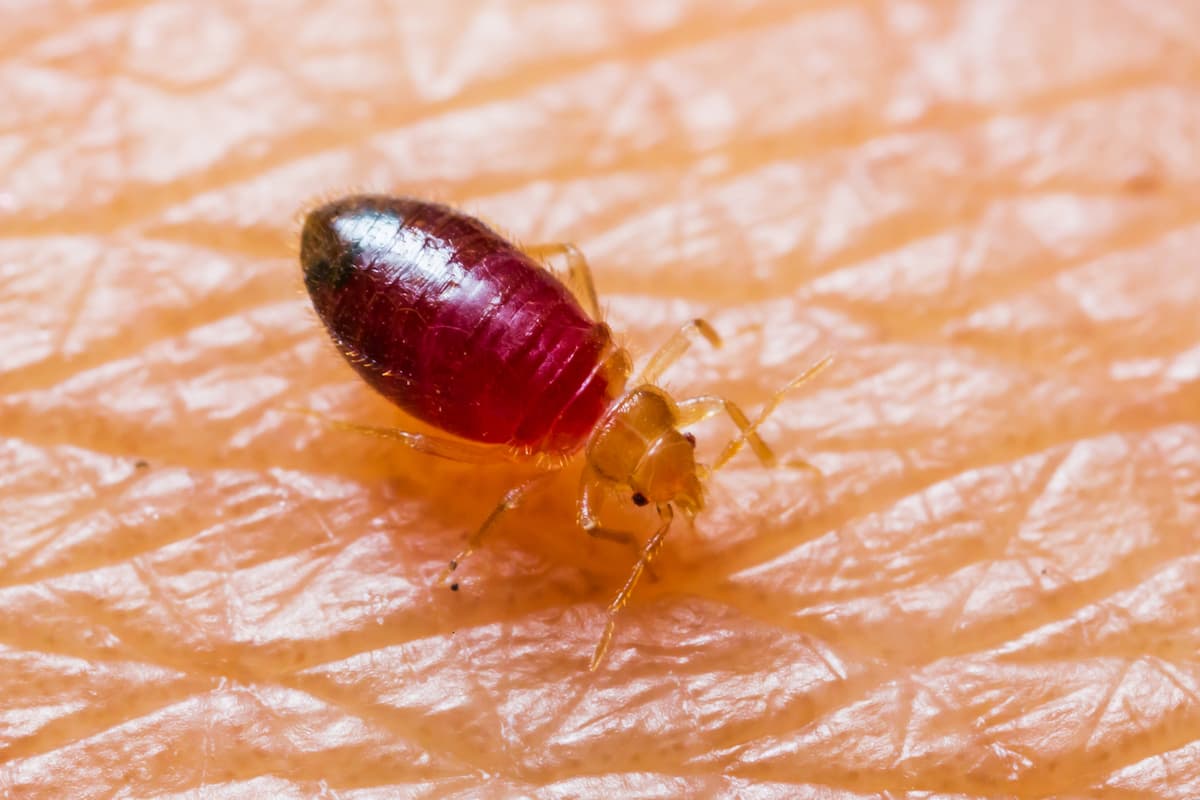 Close-up photo of a baby bed bug on human skin. 