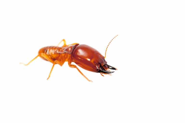 Are Termites and Bed Bugs the Same?